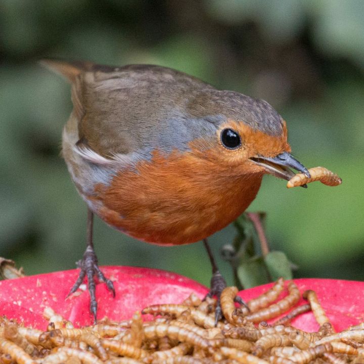 DRIED-Bird