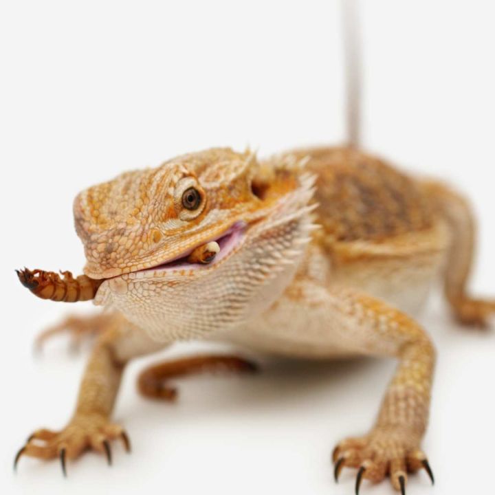 LIVE-Reptile 2